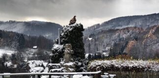 Die Adler fliegen wieder: Adlerwarte Berlebeck startet in neue Saison