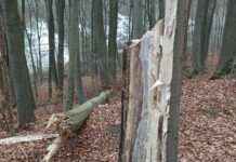 Schieder-Schwalenberg: Verkehrssicherungsarbeiten am Moosberg