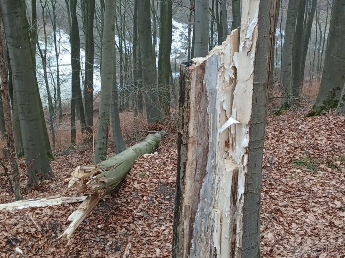 Stammbruch Buche