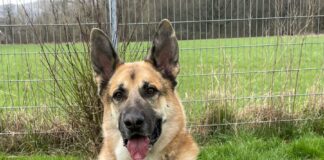 Tierheim Bad Salzuflen: Schäferhund-Mischling Buddy lädt zu „Happy Easter“ ein