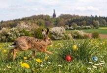 Exklusiv-Interview: Der Osterhase auf Lippe-Tour