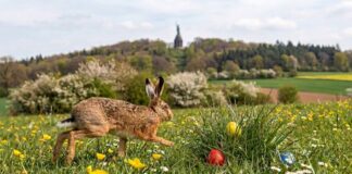 Exklusiv-Interview: Der Osterhase auf Lippe-Tour