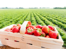 Start in die Erdbeersaison: Preise in Lippe auf Vorjahrsniveau