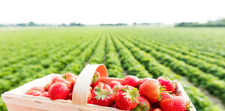 Start in die Erdbeersaison: Preise in Lippe auf Vorjahrsniveau
