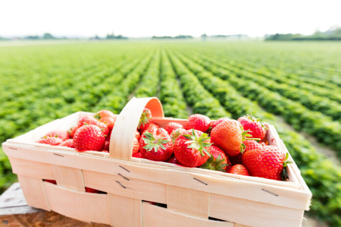 Korb voller frischer Erdbeeren