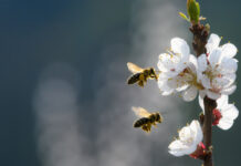 Amerikanische Faulbrut bei Bienen festgestellt: Kreis Lippe richtet Sperrbezirk ein