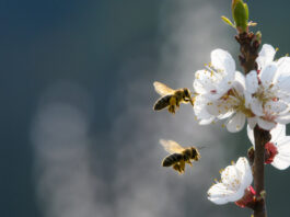 Amerikanische Faulbrut bei Bienen festgestellt: Kreis Lippe richtet Sperrbezirk ein