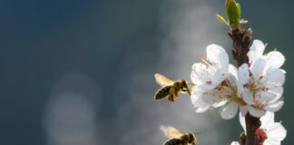 Amerikanische Faulbrut bei Bienen festgestellt: Kreis Lippe richtet Sperrbezirk ein
