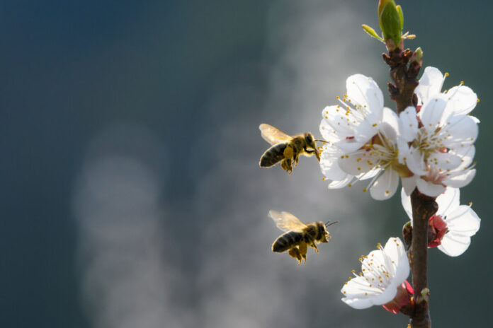 Bienenanflug auf Aprikosenblüten