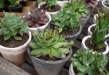 „Kostenlos, aber sicher nicht umsonst“: Frühjahres-Pflanzentauschbörse in Oerlinghausen