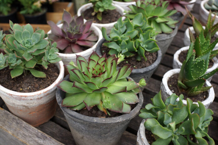 Aloe vera and succulent potted plants, tropical green plants tolerate hot weather.