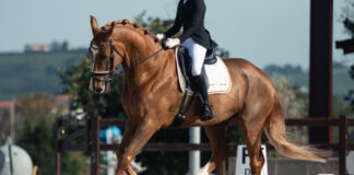 Fünf Tage Spitzensport: Holter Pferdesportfestival 2026