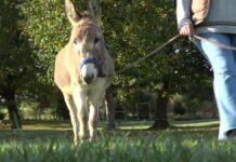 Entschleunigung pur: Pilgerwanderung mit Eseln in Lage