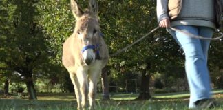 Entschleunigung pur: Pilgerwanderung mit Eseln in Lage