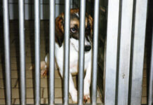 Tag zur Abschaffung der Tierversuche: „Sinnvolle Tierversuche gibt es definitiv nicht“