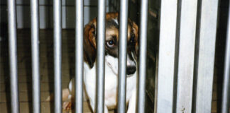 Tag zur Abschaffung der Tierversuche: „Sinnvolle Tierversuche gibt es definitiv nicht“