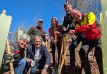 Wiederaufforstung am Hermann: Stadtwerke Detmold unterstützen Landesverband Lippe mit 60.000 Euro