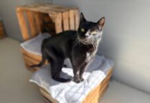 Tierheim Detmold: Freundlicher Fundkater Pumba sucht neue Familie