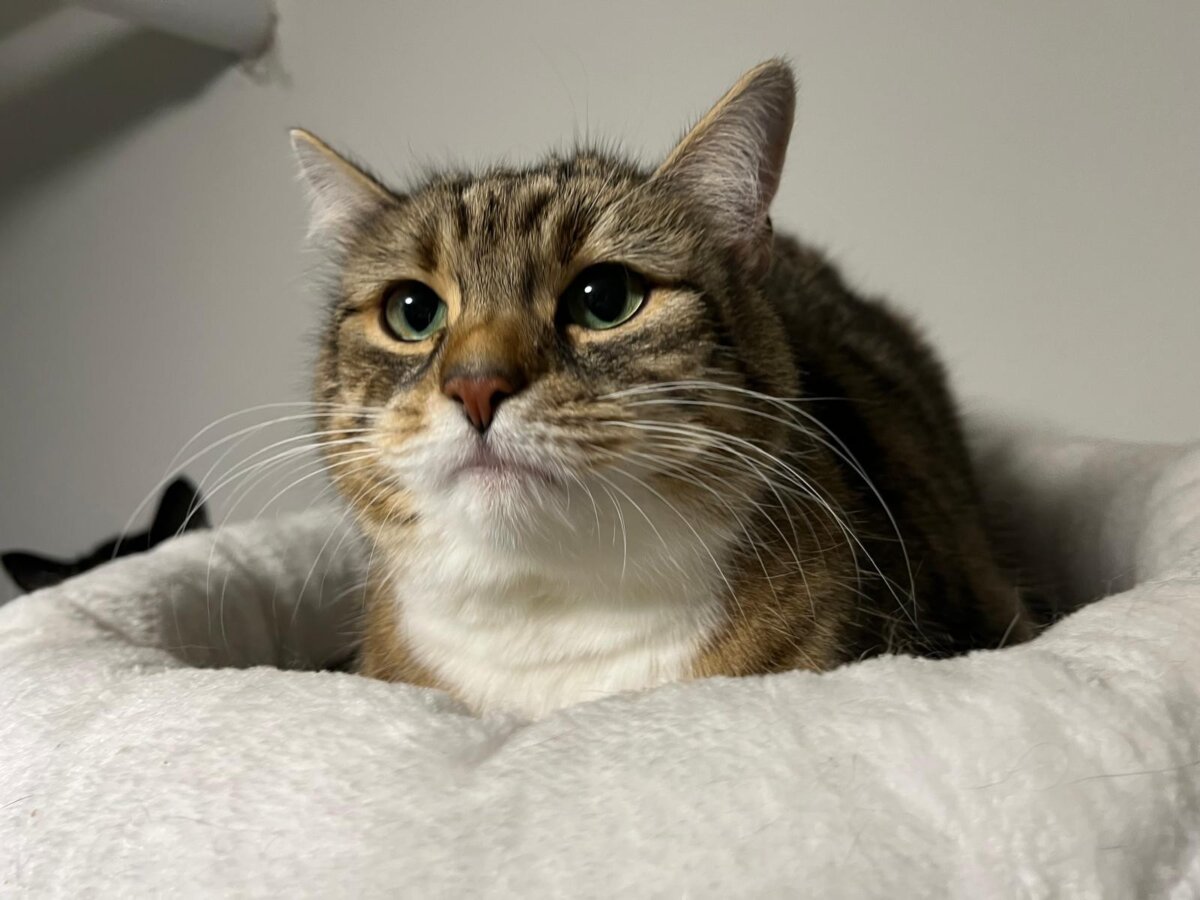 Neuer Besitzer verstorben: Katze Coco verliert erneut ihr Zuhause