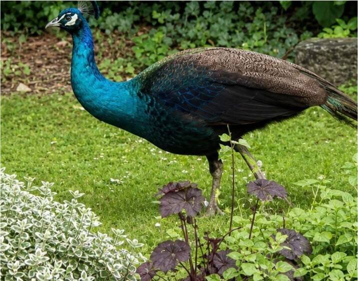 Die Polizei fragt: Wer vermisst diesen Pfau?