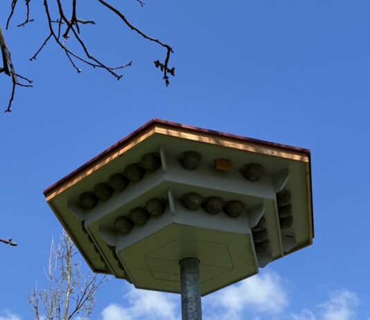 GrĂŒne Infrastruktur: Schwalben- und Fledermaushaus in Veldrom bietet Unterschlupf