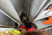 Detmold: Kinder hören Mauzen – Feuerwehr rettet Kätzchen