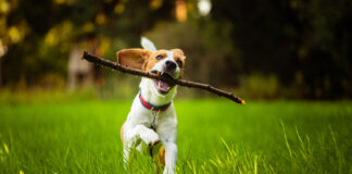 Hundezentrum lädt ein: Tag des Hundes in Bad Salzuflen