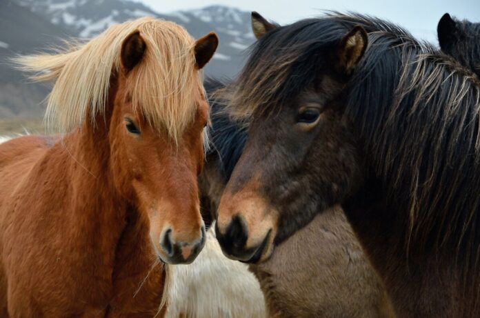Icelandic horses in Iceland playing and loving