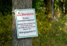 Detmold: Eichenprozessionsspinner in Freibädern entdeckt
