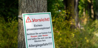 Detmold: Eichenprozessionsspinner in Freibädern entdeckt