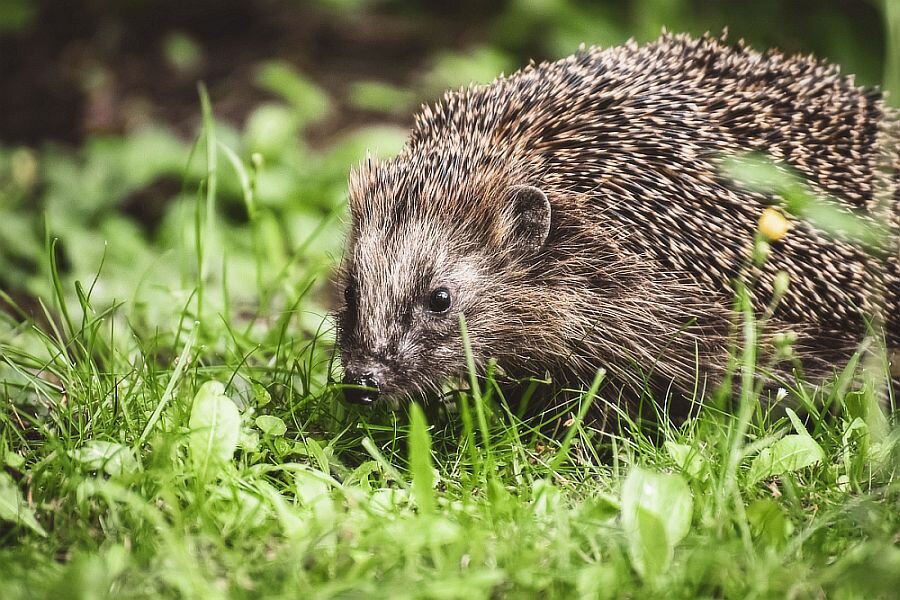 Lages Umweltausschuss will Igel vor dem Mähroboter schützen