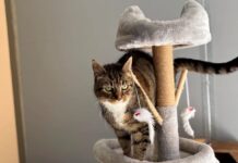 Tierheim Detmold: Katze Minka hat ihr Zuhause verloren