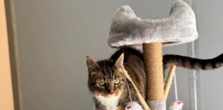 Tierheim Detmold: Katze Minka hat ihr Zuhause verloren