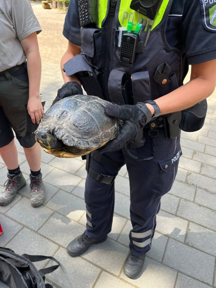 Schildkröte in sicheren Händen