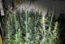Cannabis-Plantage in Schieder-Schwalenberg entdeckt: Polizei beschlagnahmt 1.200 Marihuana-Pflanzen