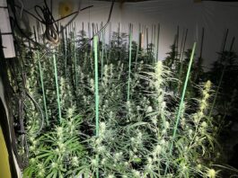 Cannabis-Plantage in Schieder-Schwalenberg entdeckt: Polizei beschlagnahmt 1.200 Marihuana-Pflanzen