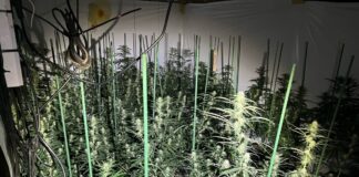 Cannabis-Plantage in Schieder-Schwalenberg entdeckt: Polizei beschlagnahmt 1.200 Marihuana-Pflanzen