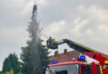 Detmold: Blitzeinschlag setzt Tanne in Brand