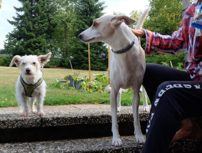 Dem Hund wird nachgesagt, er sei der beste Freund des Menschen