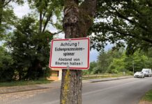 Detmold: Eichenprozessionsspinner auf Friedhof in Pivitsheide entdeckt