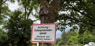 Detmold: Eichenprozessionsspinner auf Friedhof in Pivitsheide entdeckt