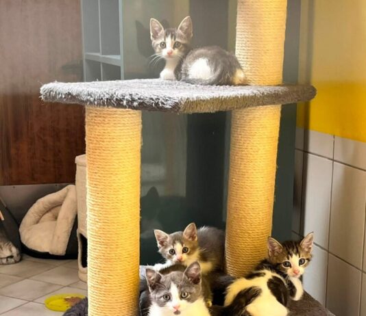 Tierheim Bad Salzuflen: Jüngste Bewohner laden zum Sommerfest ein