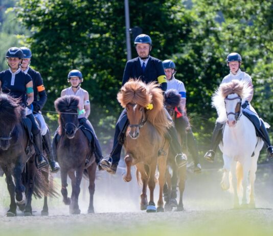 Reitsport im Kalletal: Offenes Sportturnier für Islandpferde begeistert Zuschauer