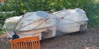 Bad Salzuflen: Die sterbenden Schwäne vom Kurparksee
