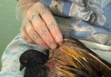 Wenn Tierhass tödlich wird: Drei Tauben in Lage mit Benzin getränkt