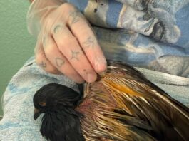 Wenn Tierhass tödlich wird: Drei Tauben in Lage mit Benzin getränkt