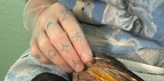 Wenn Tierhass tödlich wird: Drei Tauben in Lage mit Benzin getränkt