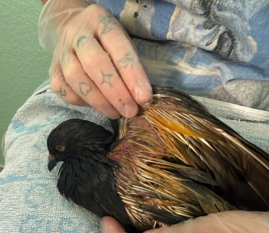 Wenn Tierhass tödlich wird: Drei Tauben in Lage mit Benzin getränkt