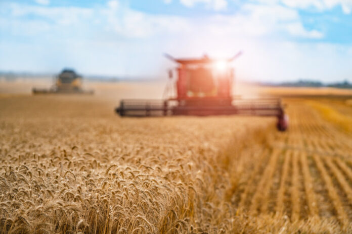 Combine harvester harvesting wheat on sunny summer day. Harvest time. Agricultural sector