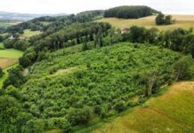 Bienenwald in Extertal-Nösingfeld: Aufforstungen machen Lippe wieder grün
